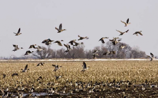 Охота в Вологодской области