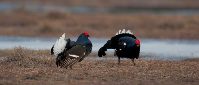 Охота в Республике Карелия