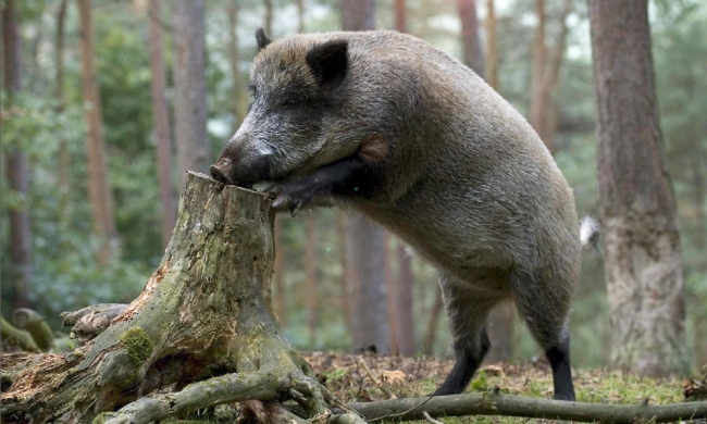 Охота в Республике Карелия