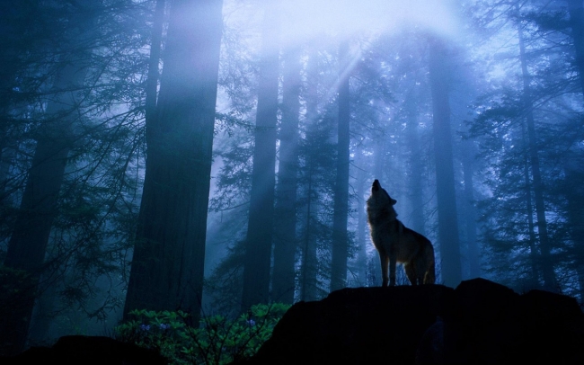 Тайга моя заветная: Два слова о волках