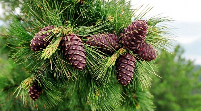 Добыча кедрового ореха