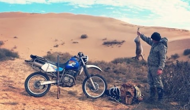 Охота на зайца в пустыне. Охота на мотоцикле Иж-43.