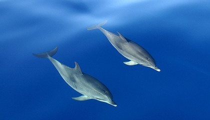 Тайна Меконгского речного дельфина