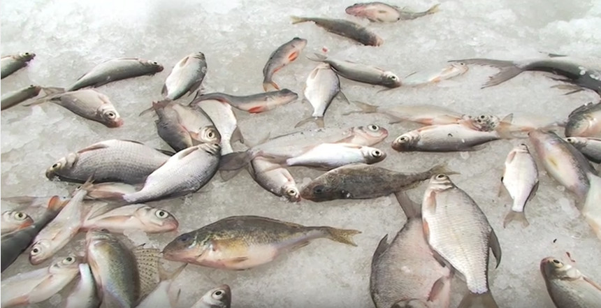 Рыбалка с зимней поплавочной удочкой.