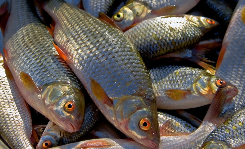 Ловля воблы