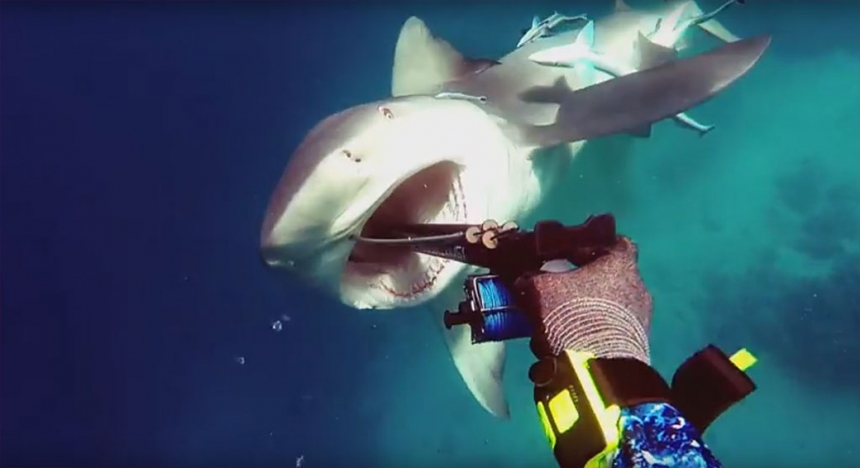 Тупорылая акула атакует подводного охотника / Shark Attack - Bullshark Attacks Spearfisherman
