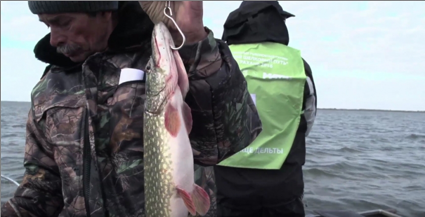 Судак, щука и окунь (Астрахань)