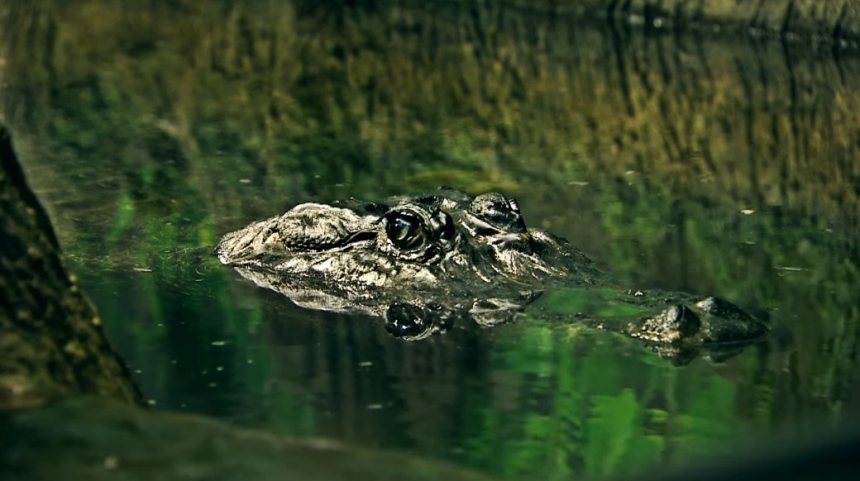 Крокодил (Сатурн) из московского зоопарка