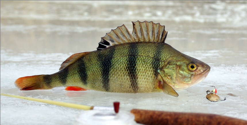 Ловля окуня на донные блесны зимой