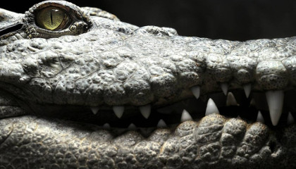 Сиамский крокодил (Камбоджа)