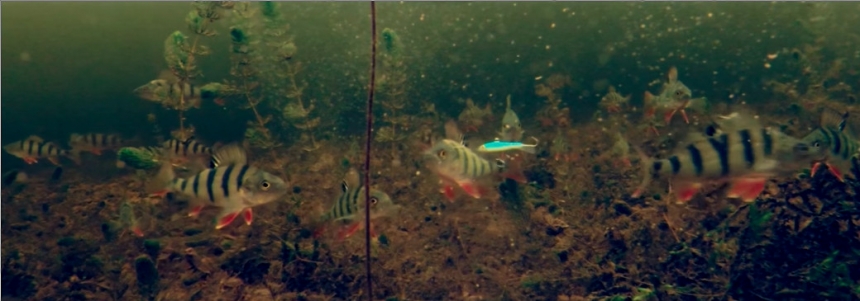 Напал на стаю окуня - Зимняя рыбалка