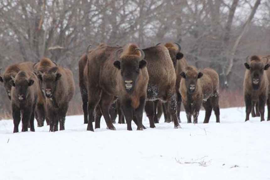 Переселение Белорусских зубров в Россию