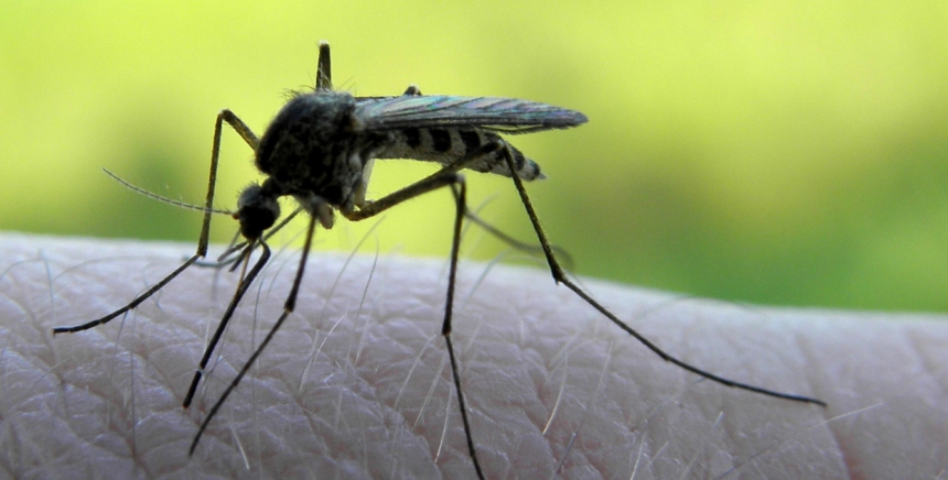 Как комар кусает