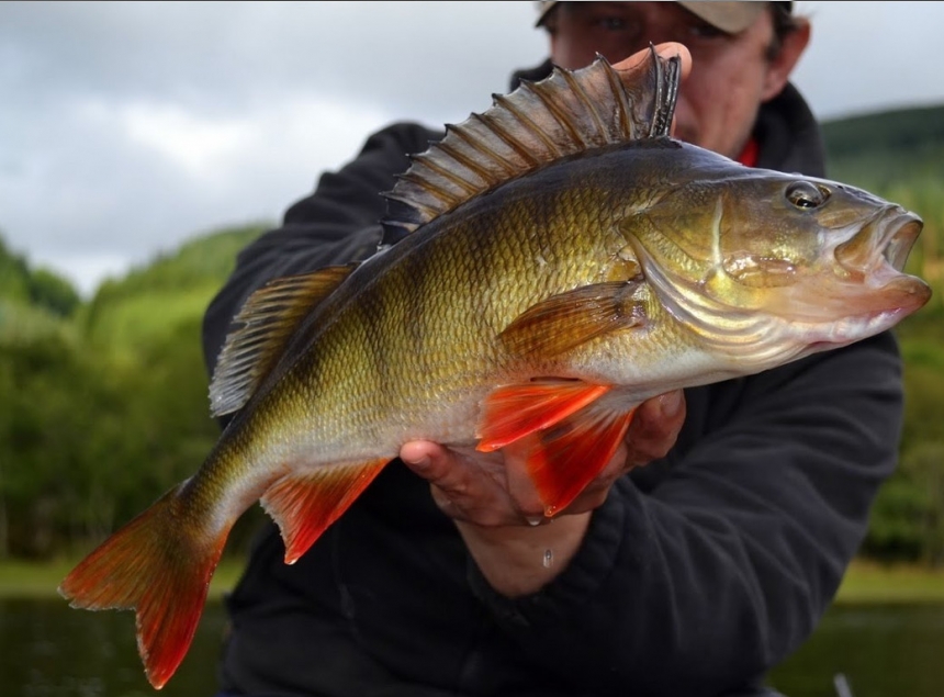 Рыбалка на Каме - Русская рыбалка