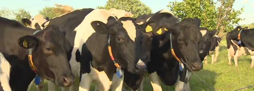 В деревне Горбенки