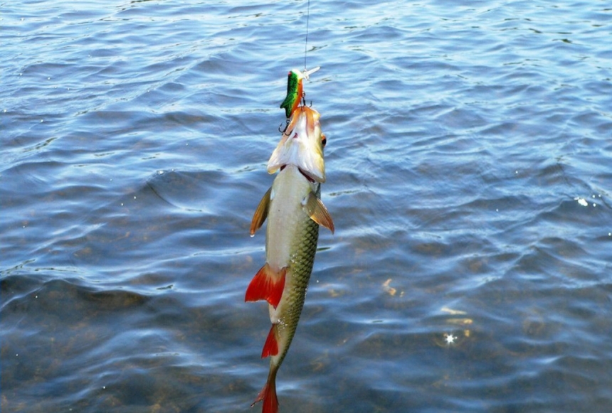 Оснастка и прикормка - Рыбалка маховой поплавочной удочкой.