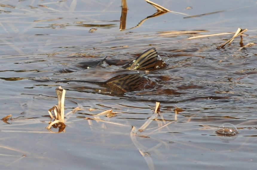 Ловля щуки на малых реках