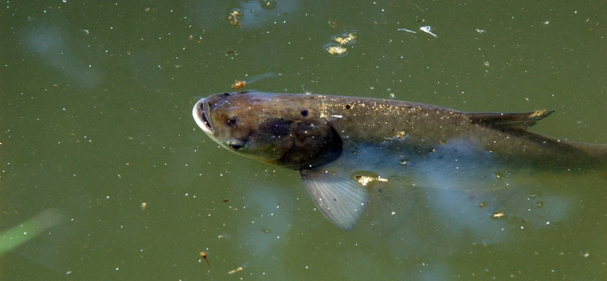 толстолобик