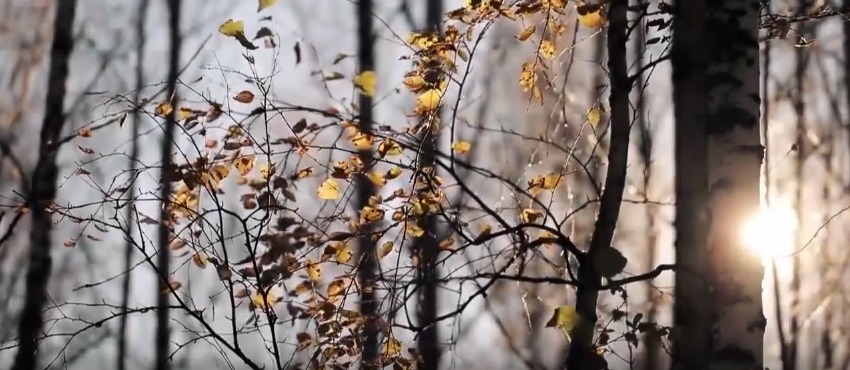 Хозяева тайги: Володя Борщенко