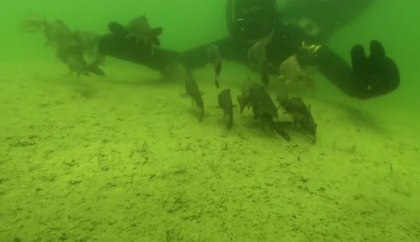 Полезный и интересный проект о зарыблении водоёма.