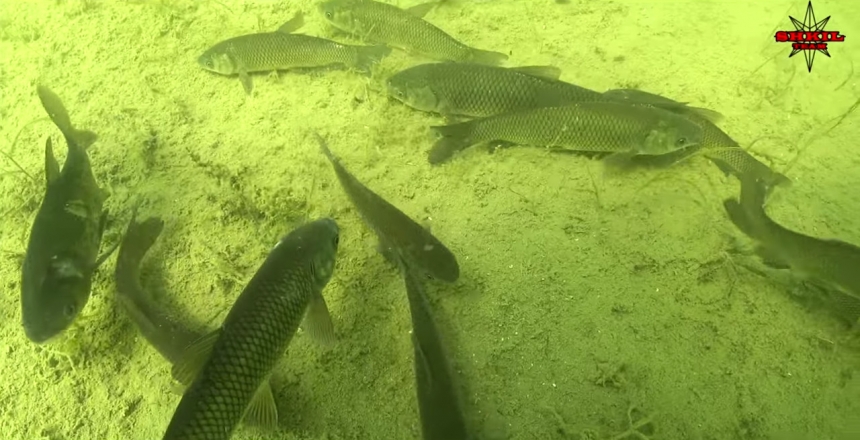 Полезный и интересный проект о зарыблении водоёма.