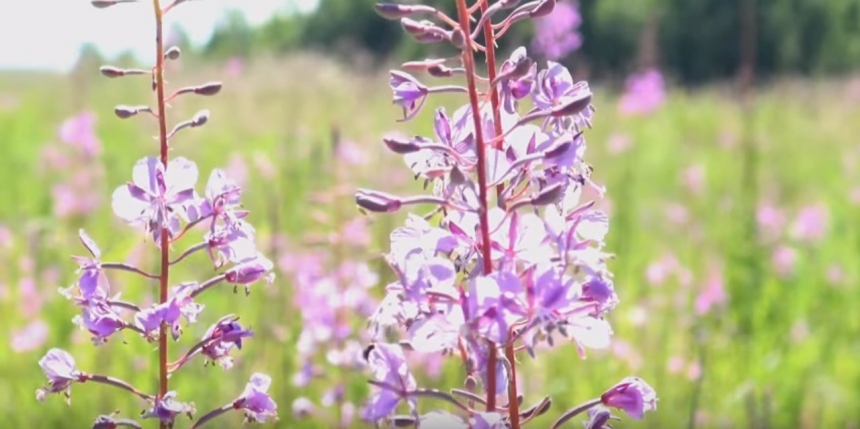 Река, которая кормит (АМГУНЬ)