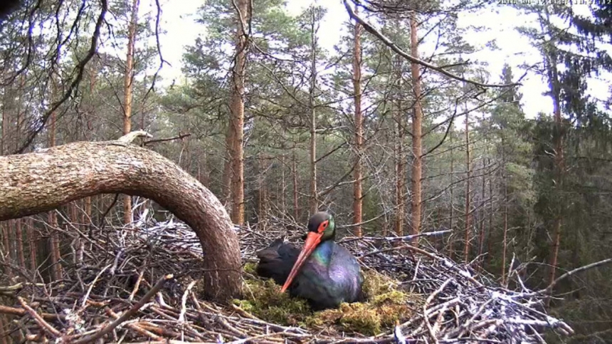 Прямая трансляция из гнезда чёрных аистов (Эстония)