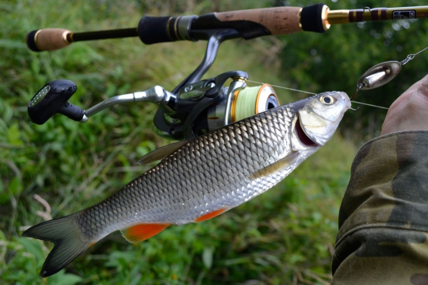 Ловля голавля на спиннинг, уловистые воблеры