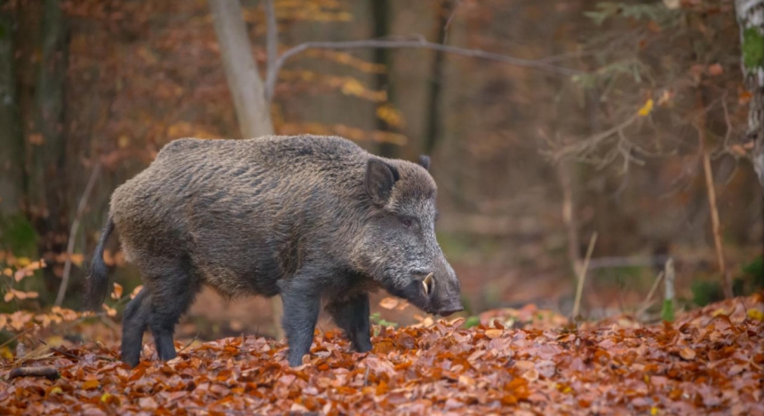 Загонная охота на кабанов