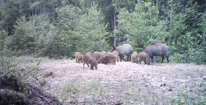 Загонная охота на кабанов
