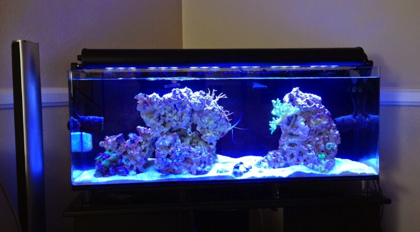 Морской аквариум дома
