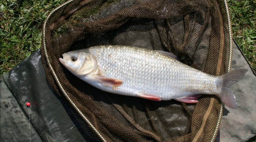 Как ловить язя?