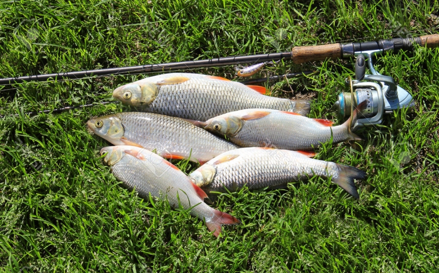 Как ловить язя?