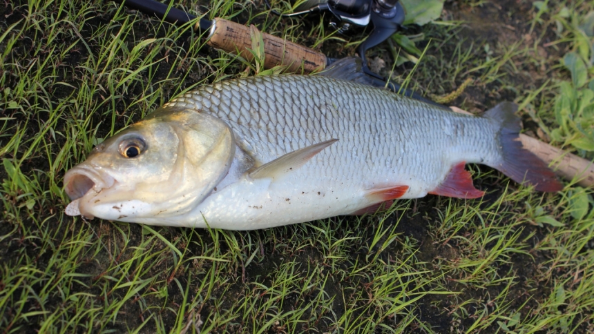 Как ловить язя?