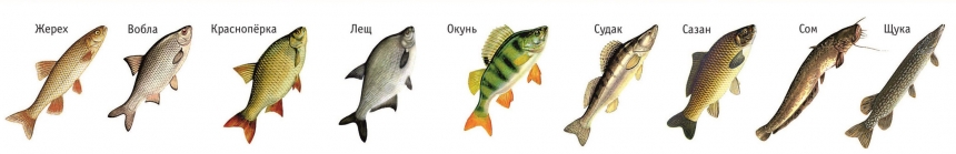 Рыбалка по высокой воде на нижней Волге