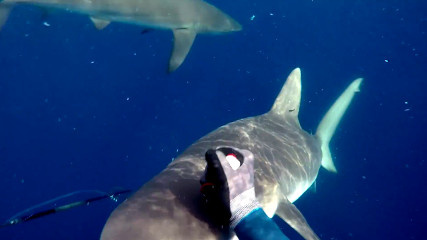 Нападение акул на подводного охотника на острове Вознесения