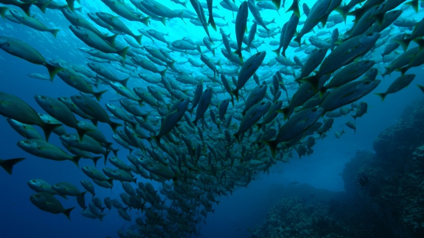 Подводные охотники Волгограда в Коста Рика