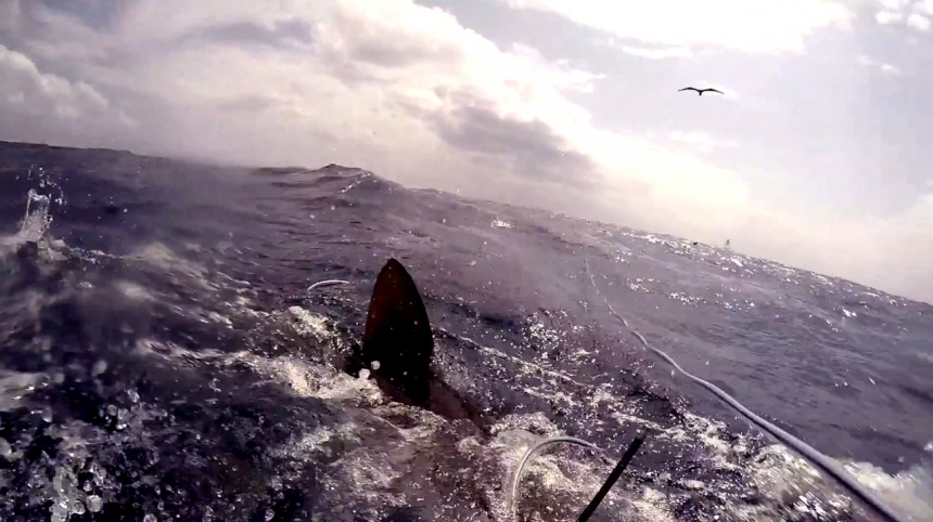 Нападение акул на подводного охотника на острове Вознесения