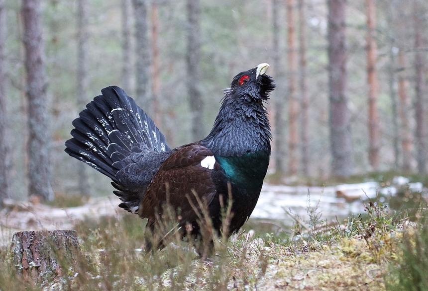 Охота на глухаря