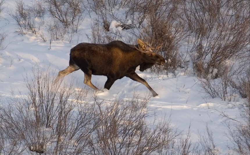 Инструктаж перед загоном лося
