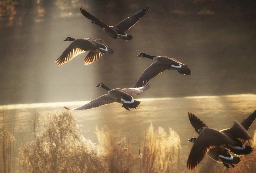 Как охотиться на дикого гуся