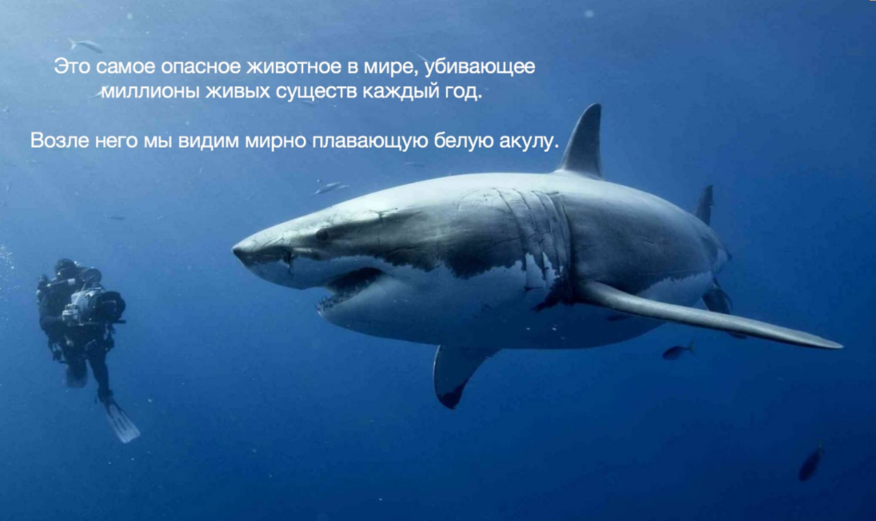 Нападение акулы на подводного охотника