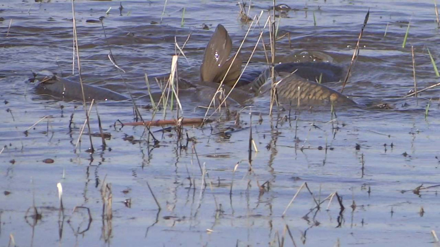Подводная охота без цензуры - Летим в Астрахань