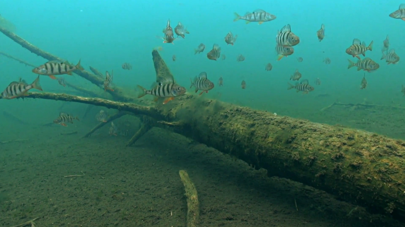 Подводные съёмки, природы, аэросъёмка.
