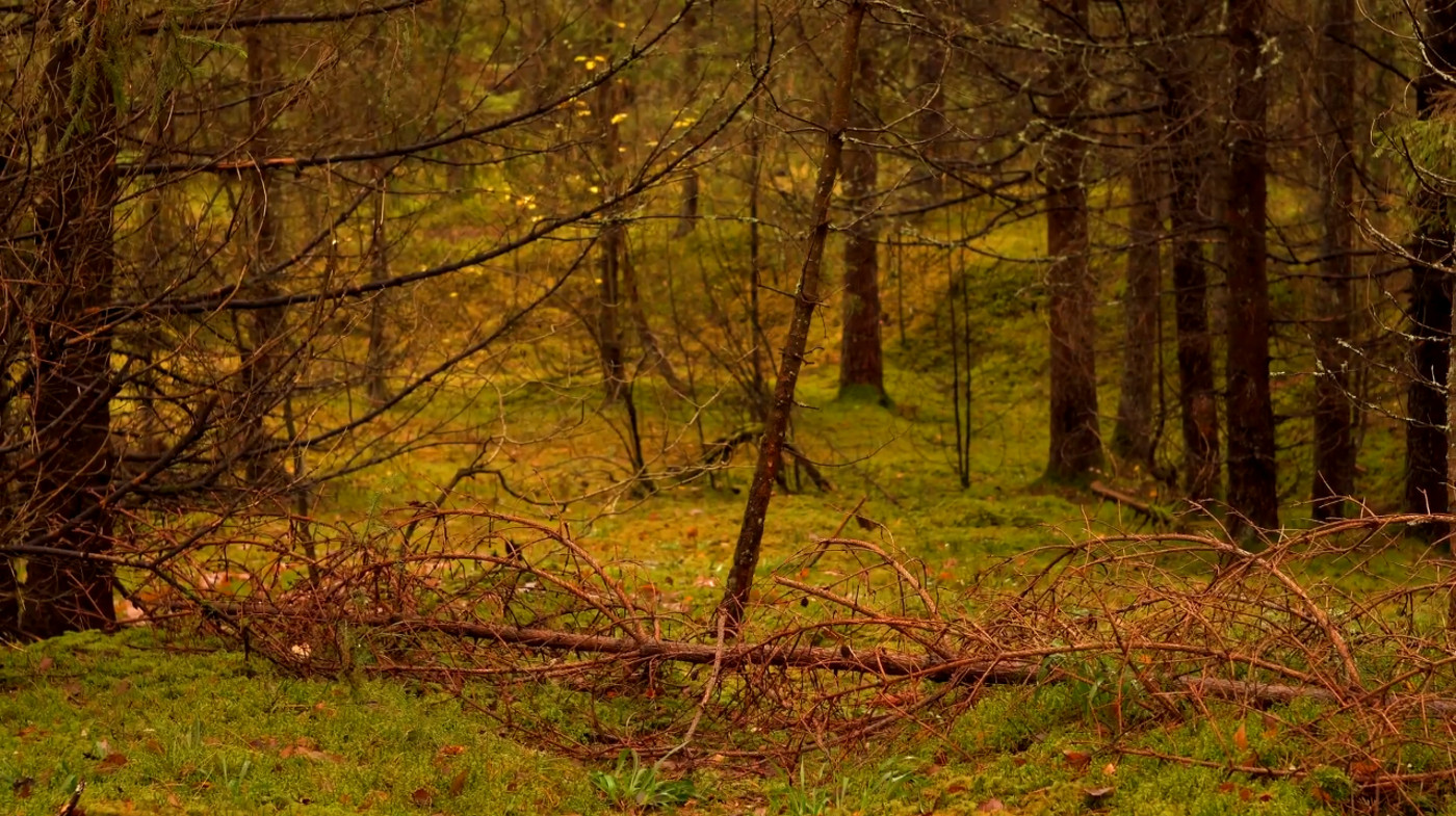 Подводные съёмки, природы, аэросъёмка.
