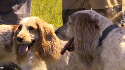 Всероссийская выставка охотничьих собак (видео)