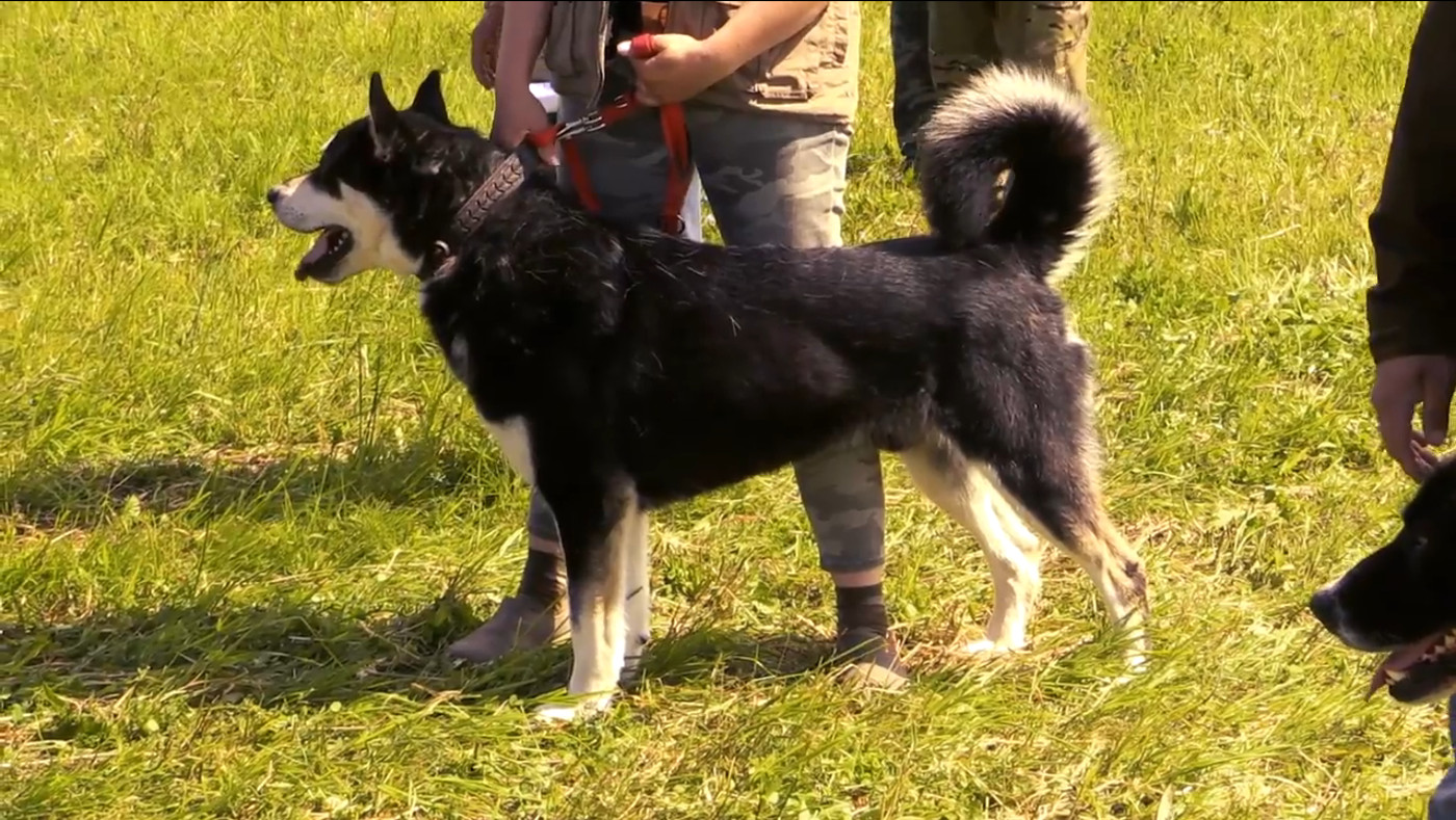 Всероссийская выставка охотничьих собак (видео)
