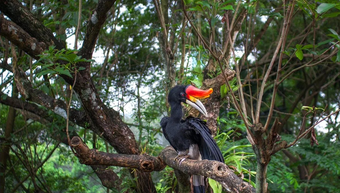 Птицы Калимантана (Остров Борнео)