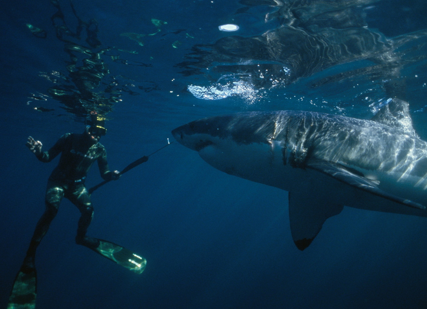 ЛУЧШИЕ МОМЕНТЫ (Подводная охота)