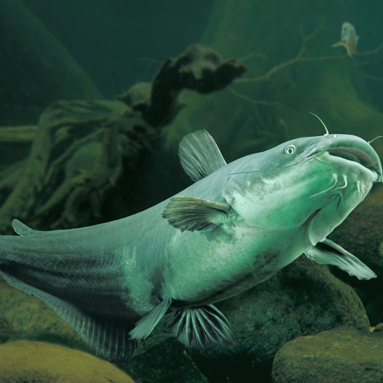 Запрет подводной охоты в Беларуси